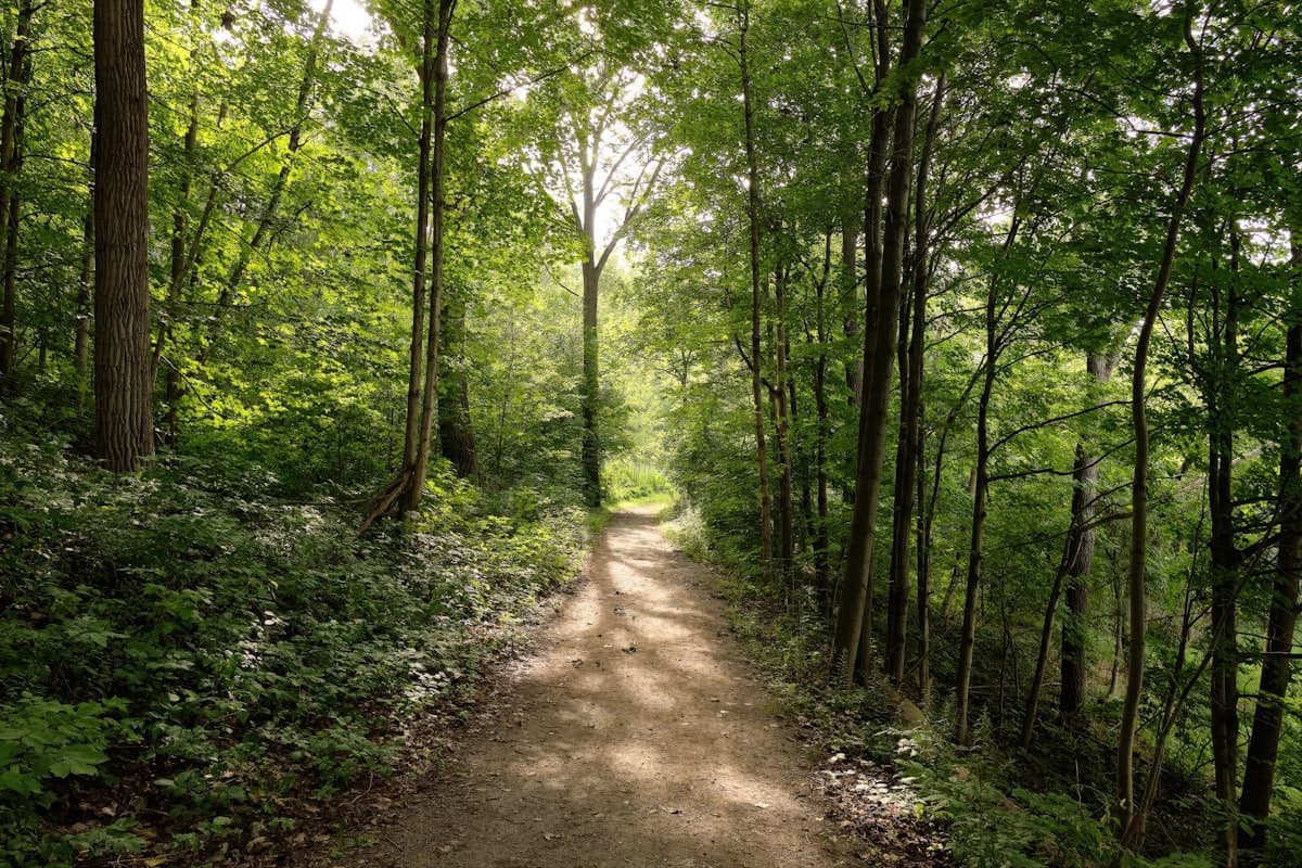 bosbaden — stilte in het stiltegebied