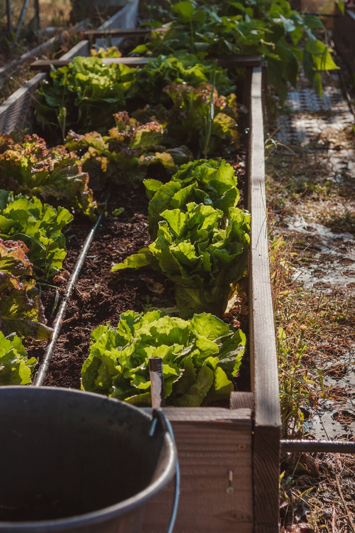 de moestuin in volle zomer